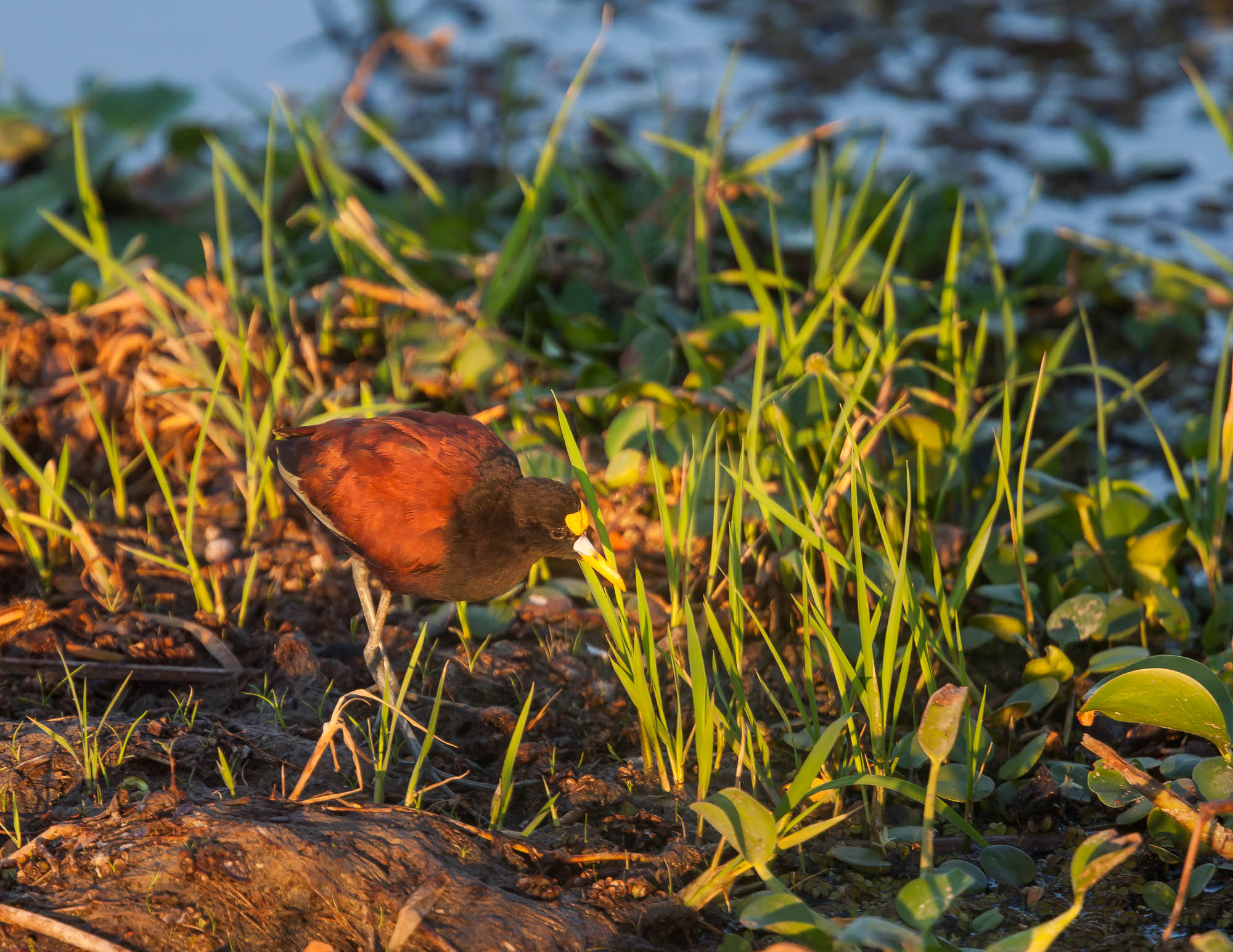 Northern Jacana Palo Verde NP